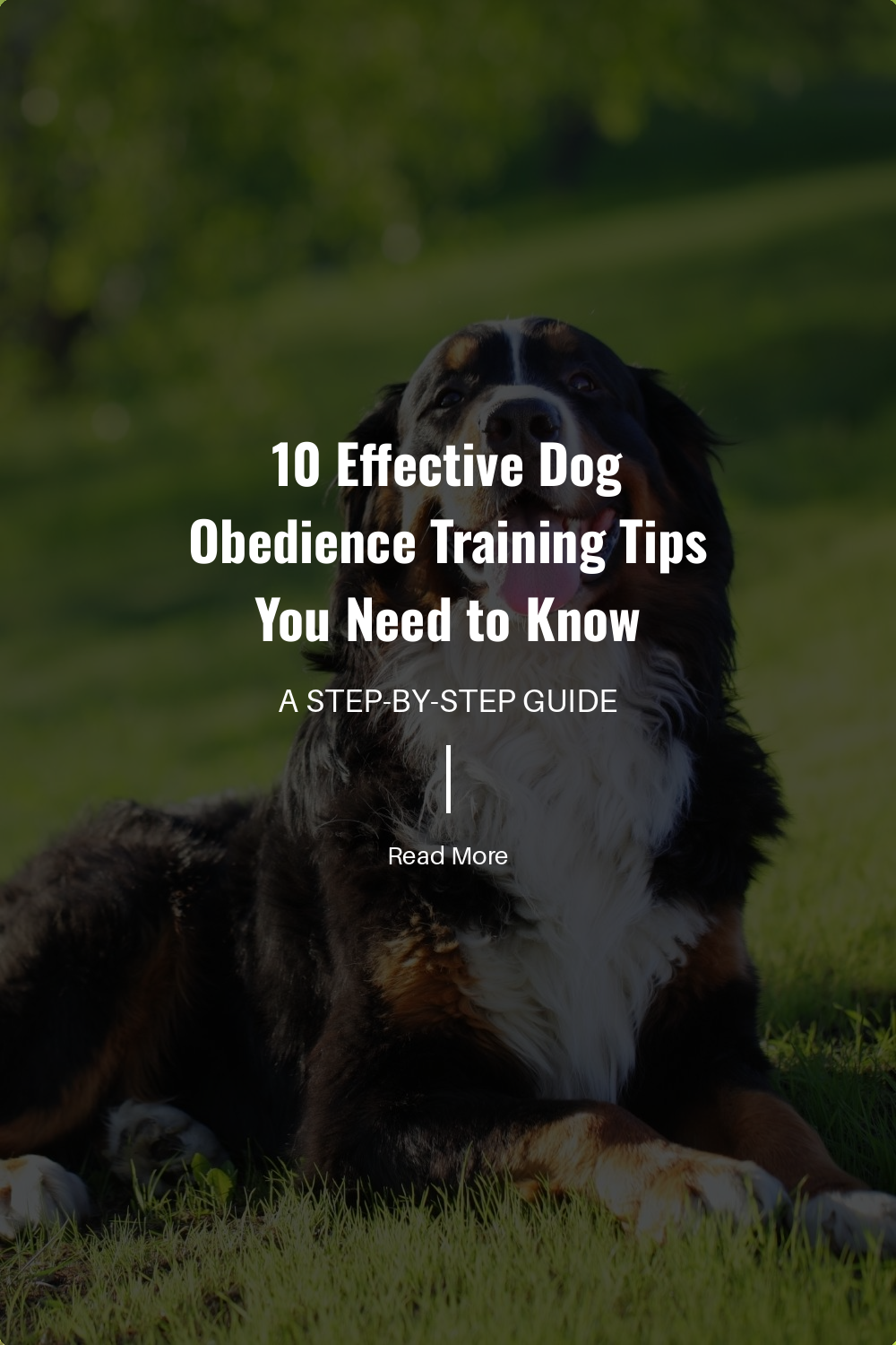 Maintain consistency in commands, rewards, and training routines. Consistency helps dogs learn faster and reduces confusion.