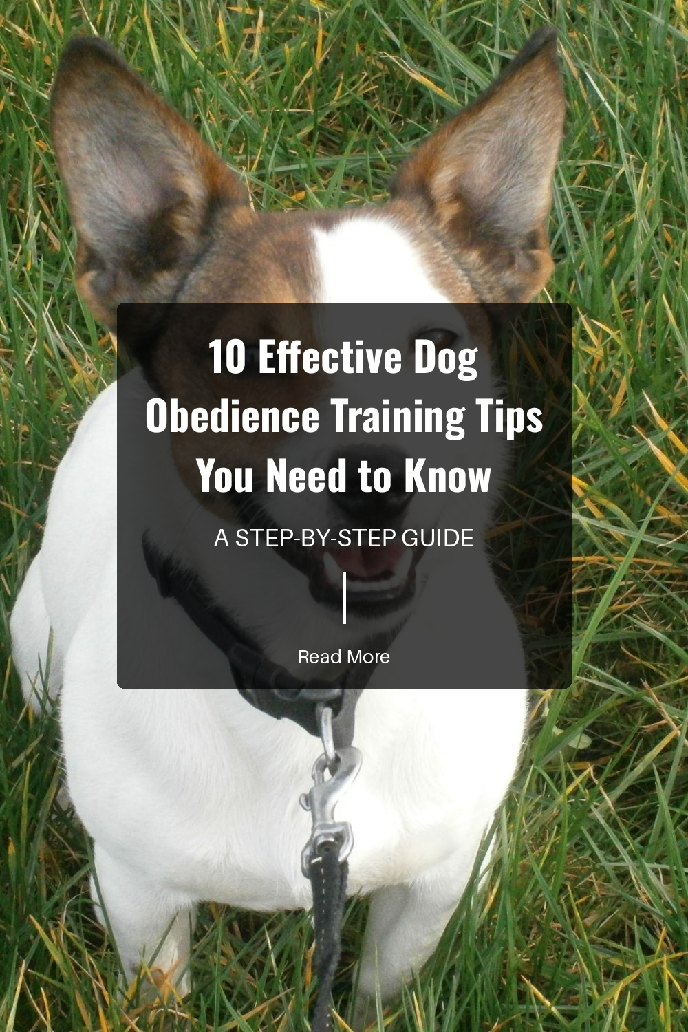 10 Effective Dog Obedience Training Tips You Need to Know | The Paw Department