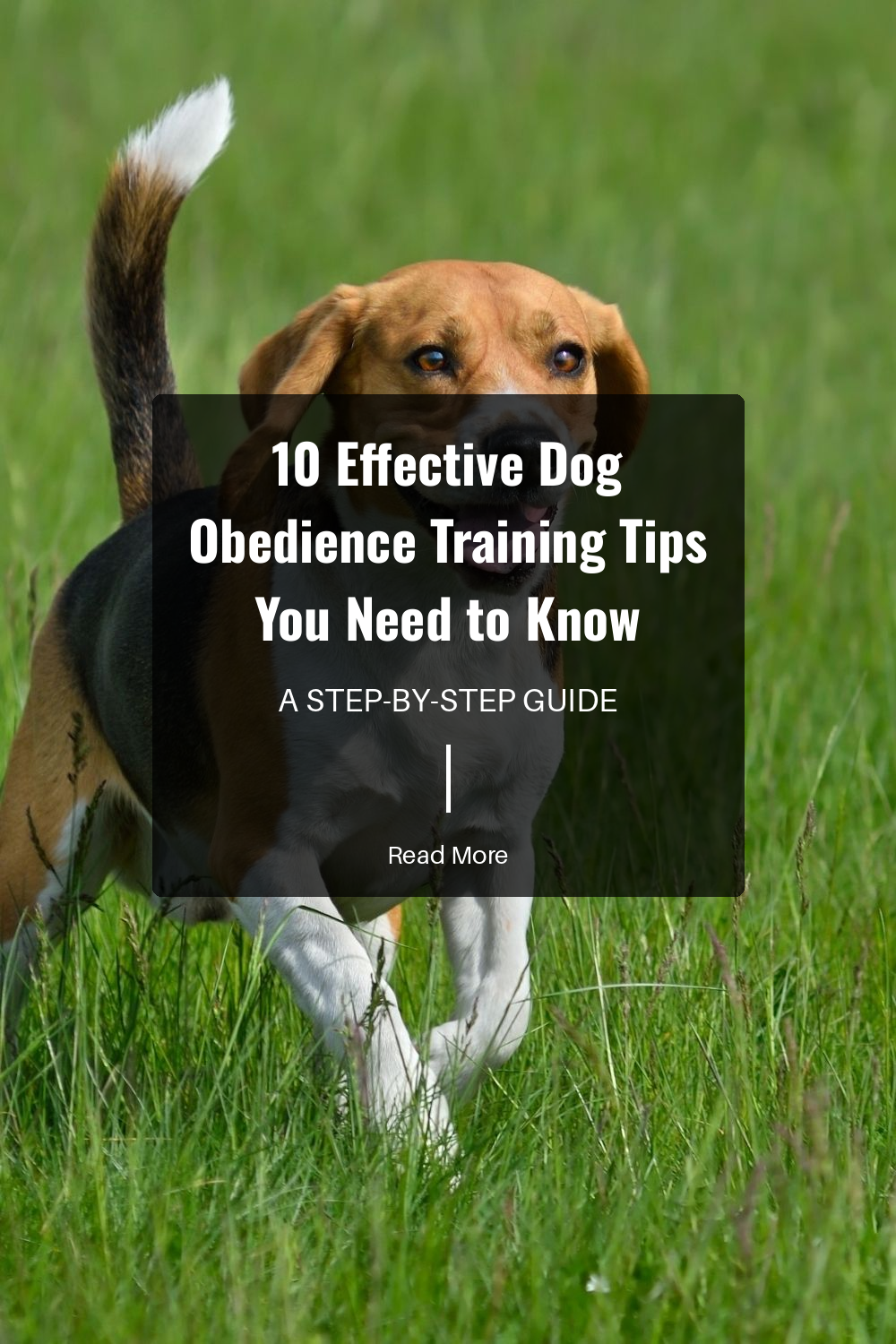 Be patient with your dog. Training takes time, and your calm demeanor will make the process smoother and more effective.