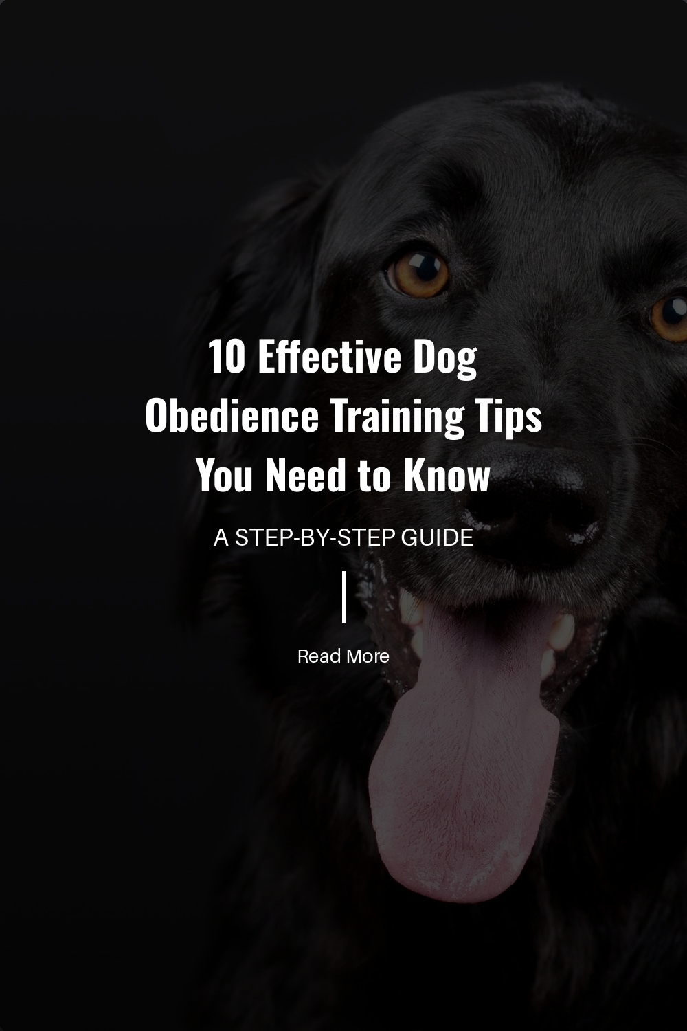 Use treats, praise, and toys as rewards. Positive reinforcement encourages good behavior and helps your dog understand what is expected.