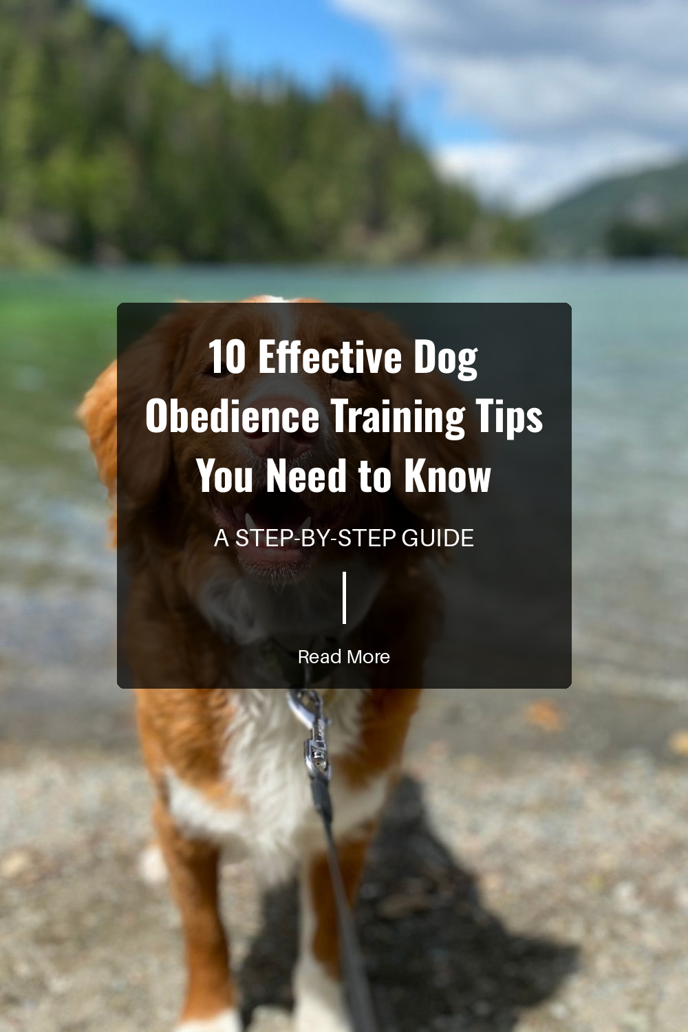 Establish a daily routine. Consistent timelines for feeding, walking, and training provide structure for your dog.