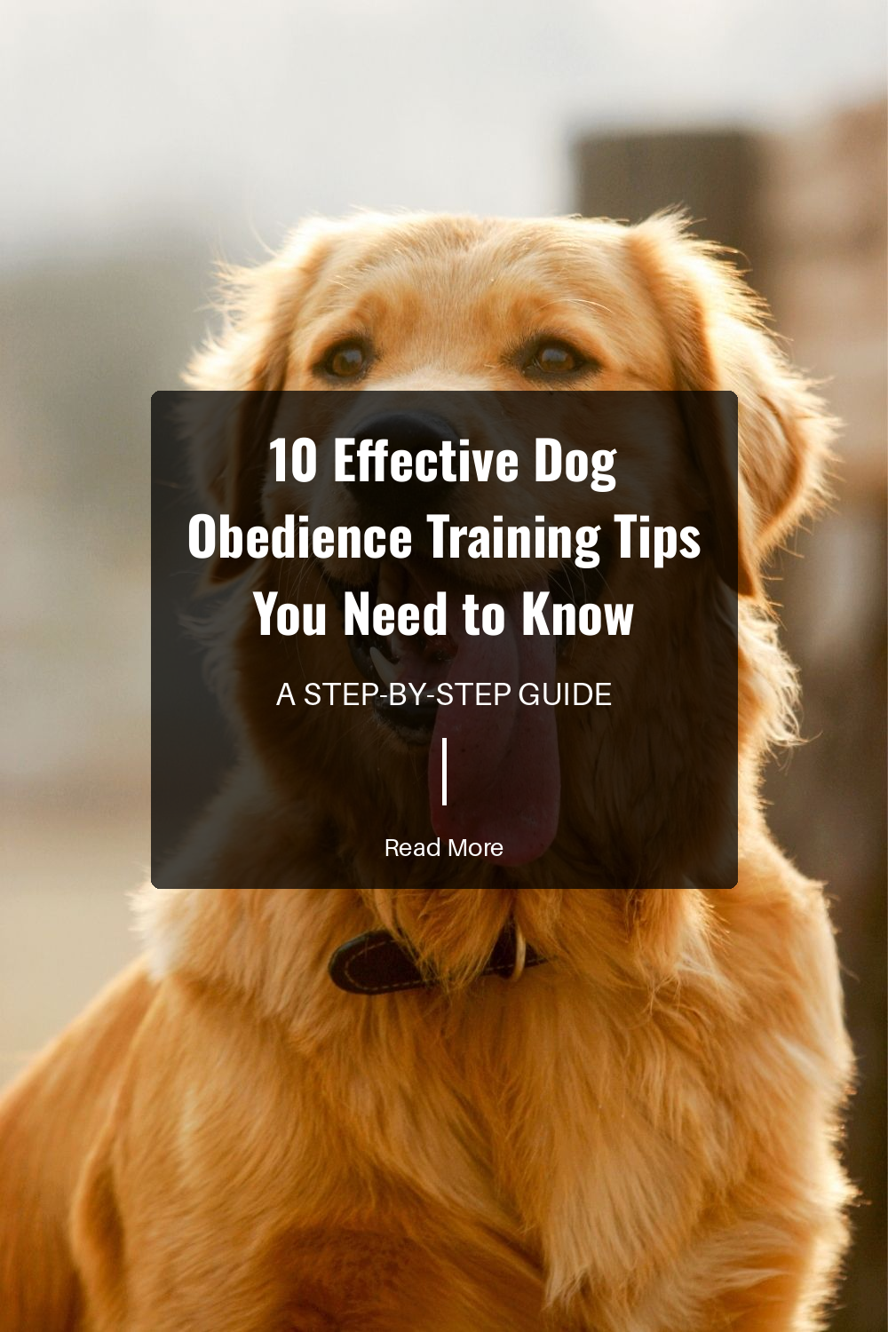 Keep training sessions short, around 5-10 minutes. Fun and engaging sessions hold your dogs attention and make learning enjoyable.