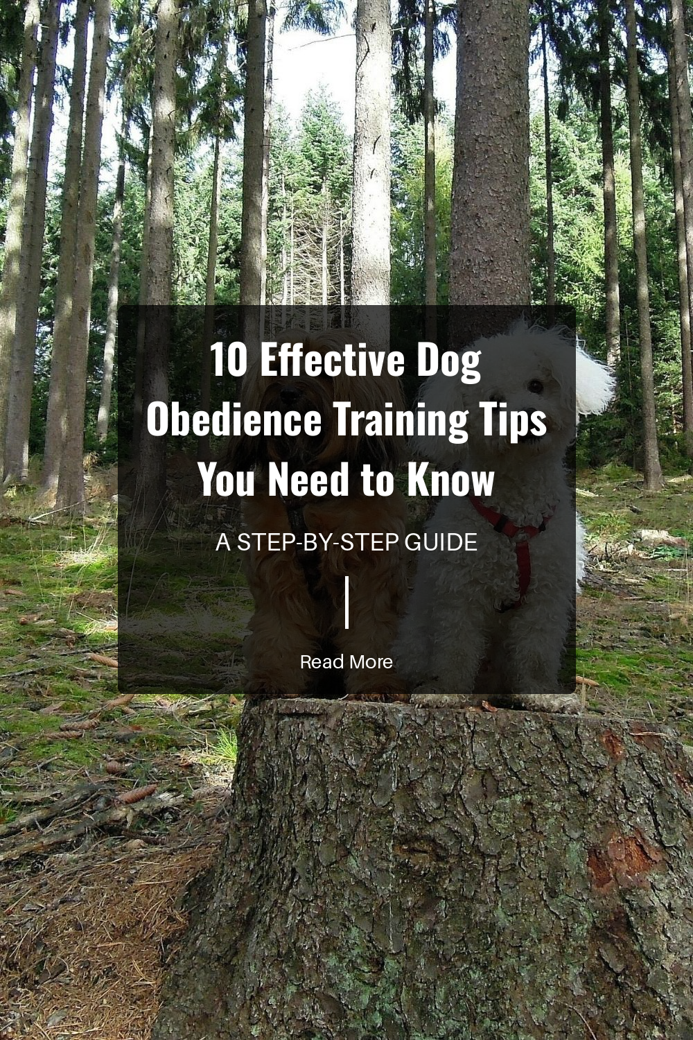 Expose your dog to different environments, people, and other animals. Socialization fosters good behavior in different situations.