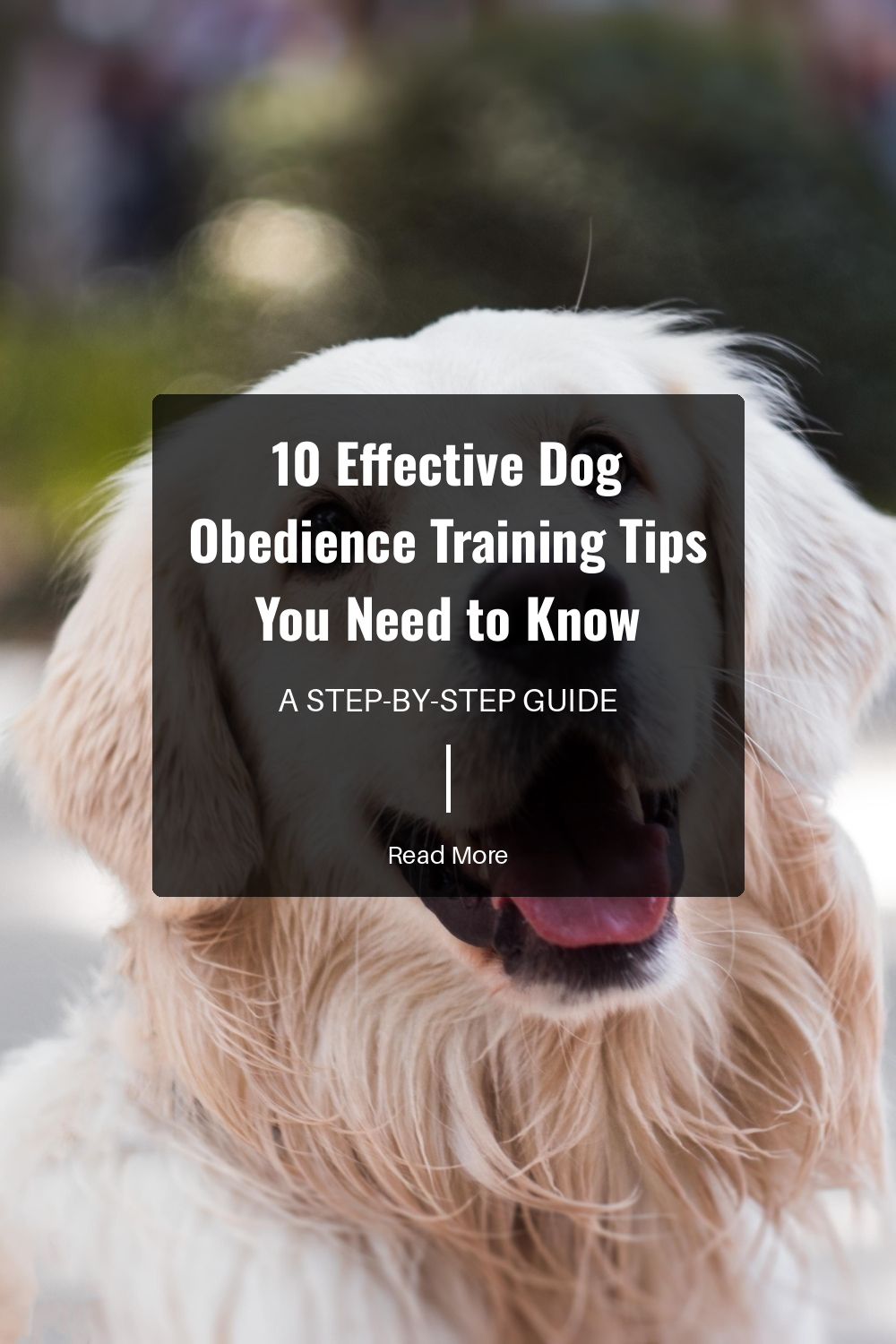 Learn to read your dogs body language. It will help you understand how they are feeling, making training more effective and stress-free for both of you.