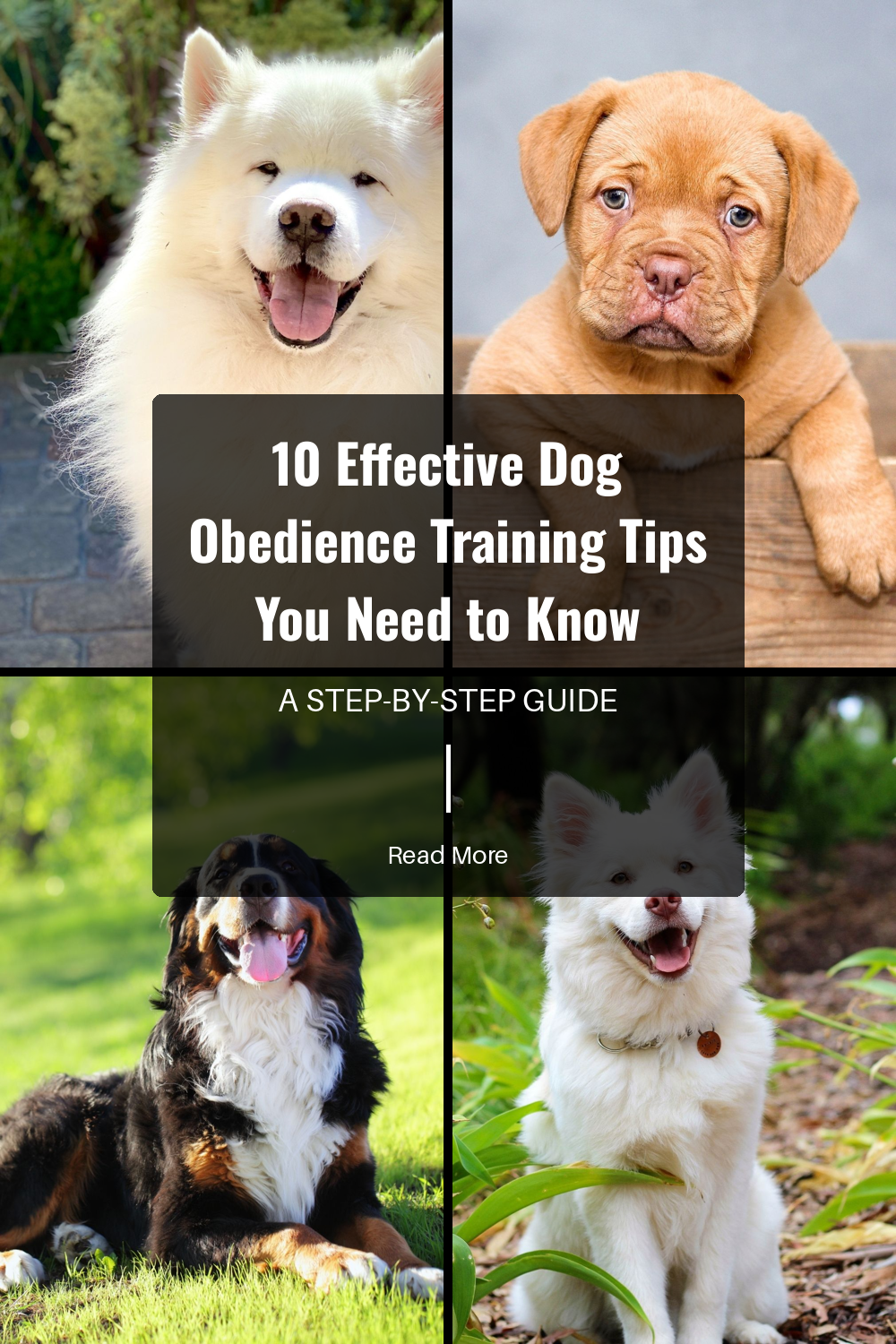 Use simple, clear commands. Dogs respond better when they understand exactly what you want from them.