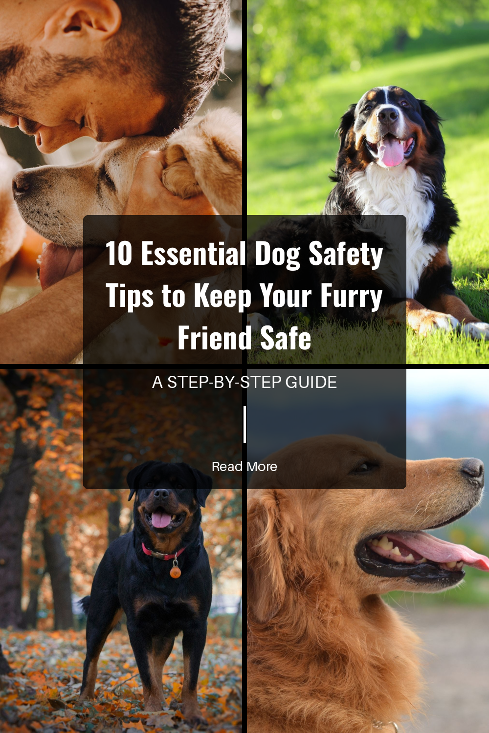 10 Essential Dog Safety Tips to Keep Your Furry Friend Safe | The Paw Department