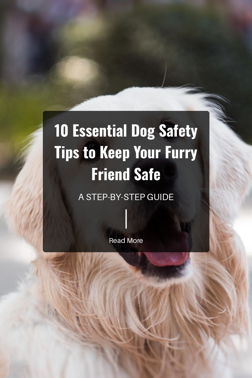 Keep harmful things like chemicals, sharp objects, and small items out of your dogs reach. This prevents choking, poisoning, and injuries, ensuring a safer home environment.