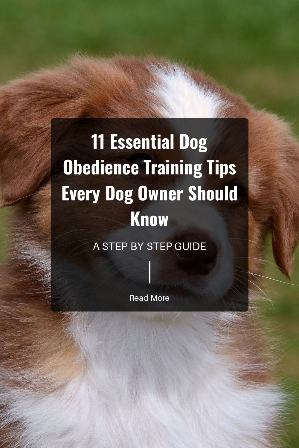 Consistency in your commands and rewards is crucial. Dogs learn best with regular routines and clear expectations.