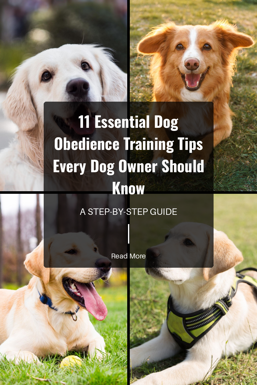 Training takes time and patience. Be patient with your dog and celebrate small victories to keep both of you motivated.