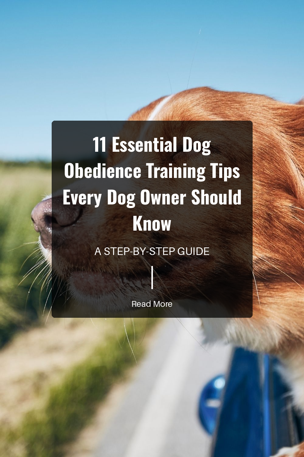 Keep training sessions brief and focused. Short, frequent sessions maintain your dog’s interest and lead to better retention of commands.