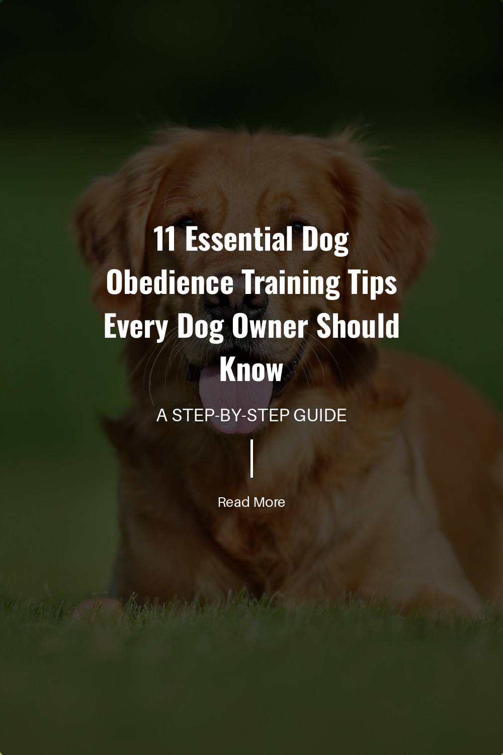 11 Essential Dog Obedience Training Tips Every Dog Owner Should Know | The Paw Department