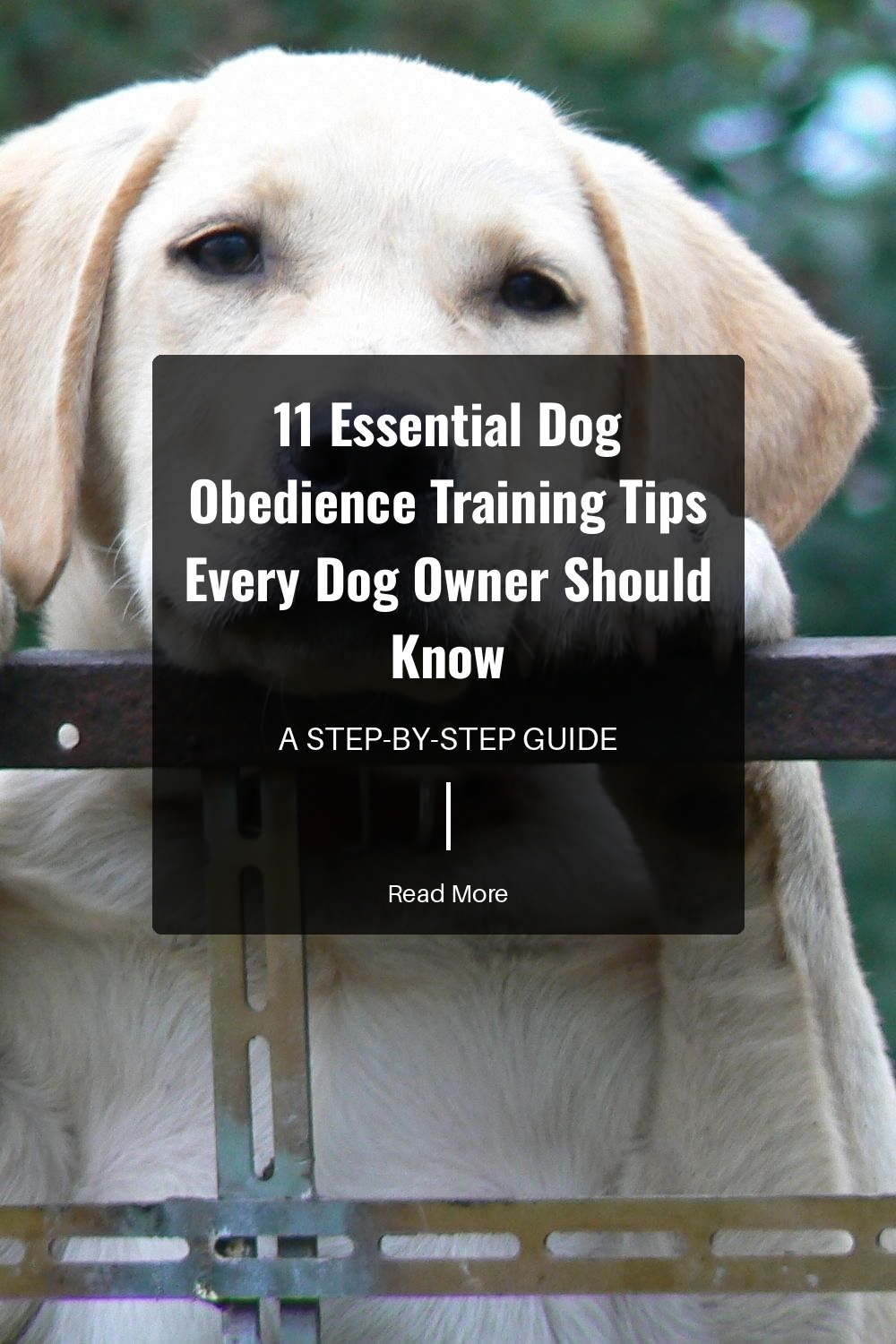 Expose your dog to different environments and other animals. Socialization improves their behavior and helps them adapt to new situations.