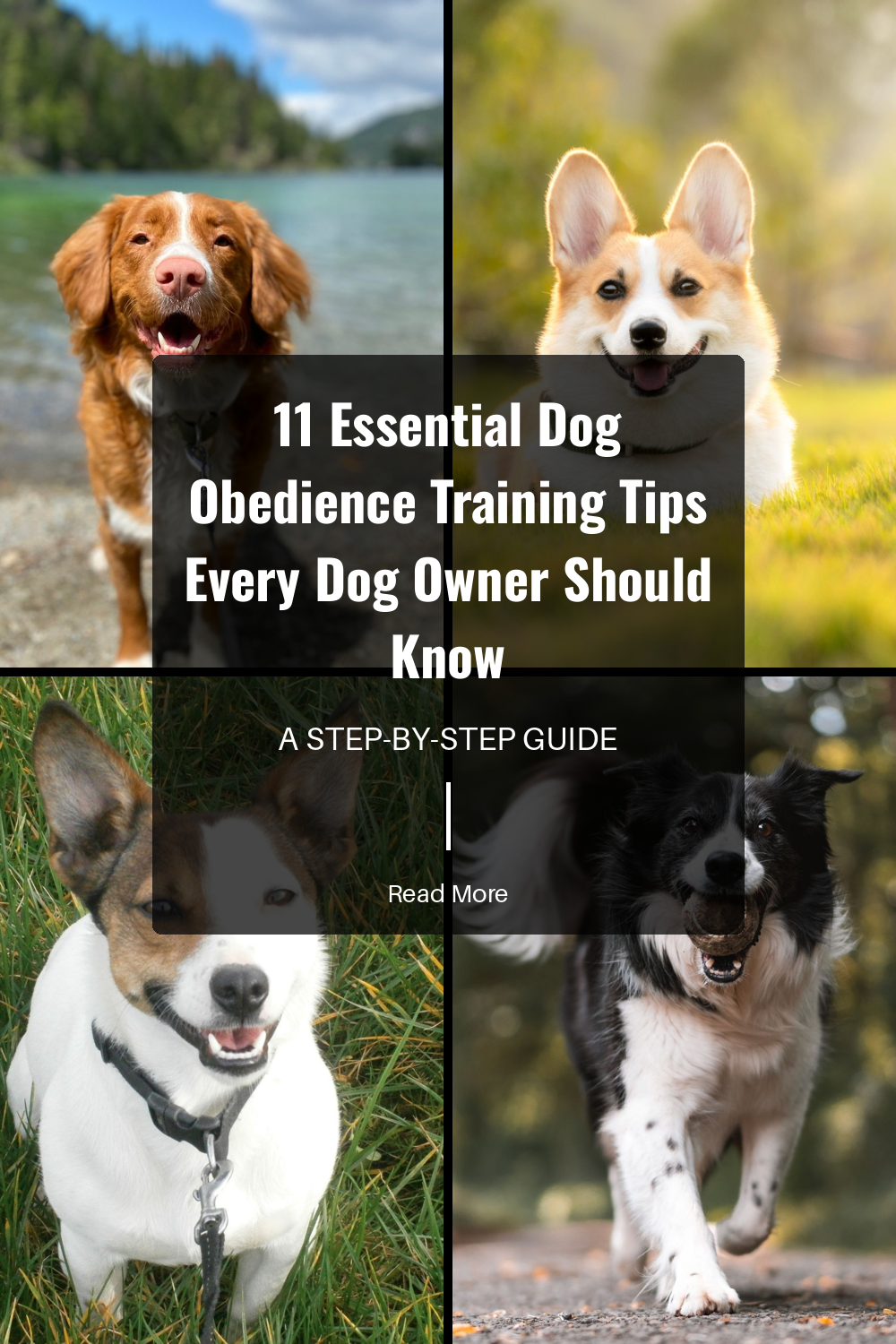 Train your dog in different settings to reinforce commands. New places offer new distractions, helping your dog learn to focus anywhere.