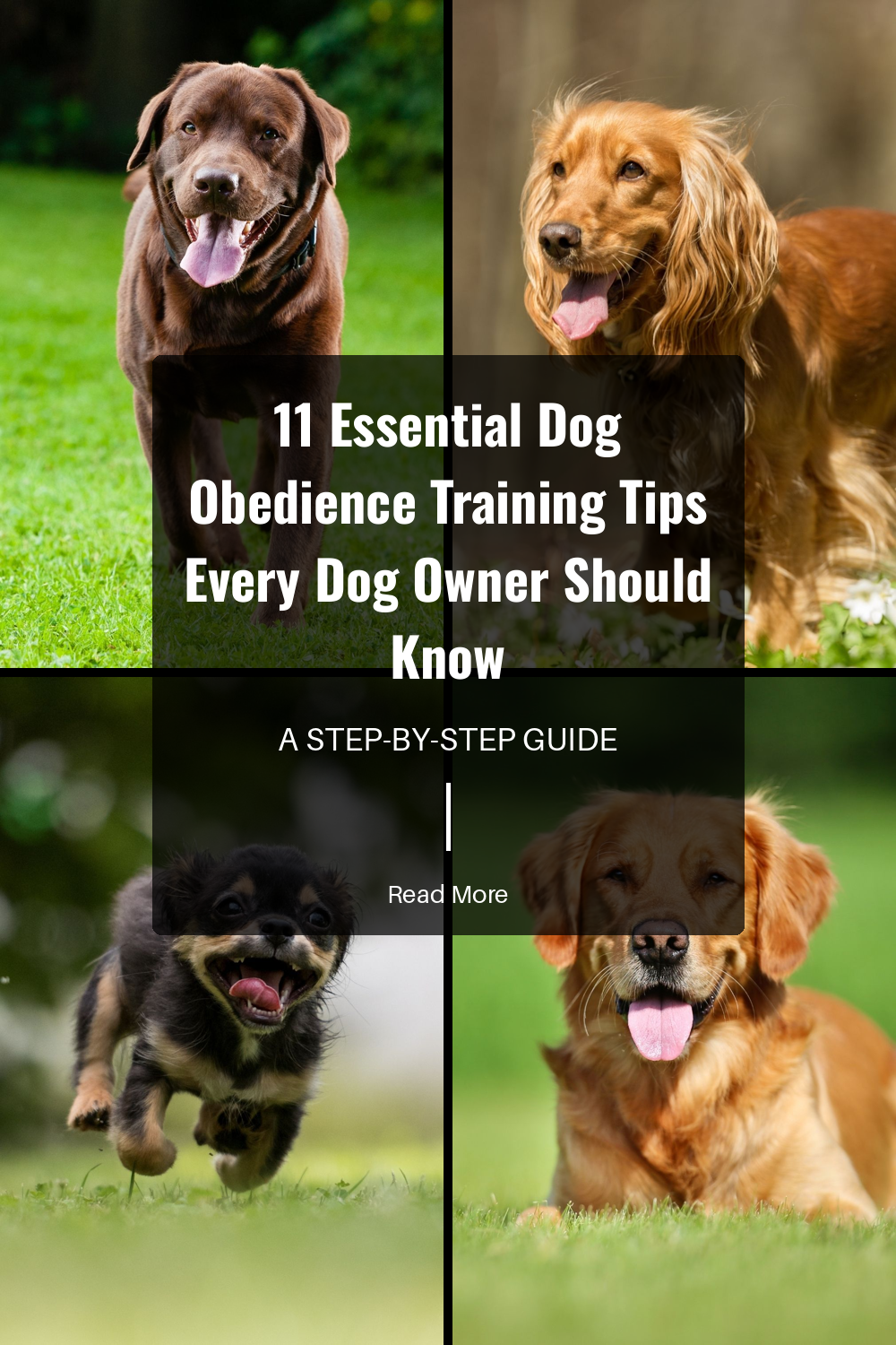 If you encounter challenges, dont hesitate to seek help from a professional trainer. They can provide guidance and tailor training methods to your dog’s needs.