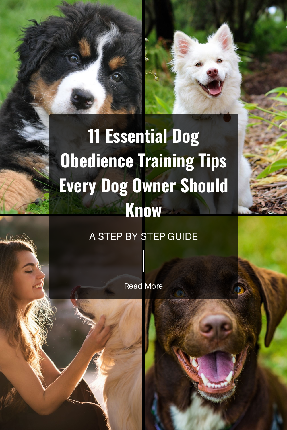 Knowing how your dog thinks is key to training. Dogs see the world differently and understanding this helps you respond to their needs better.