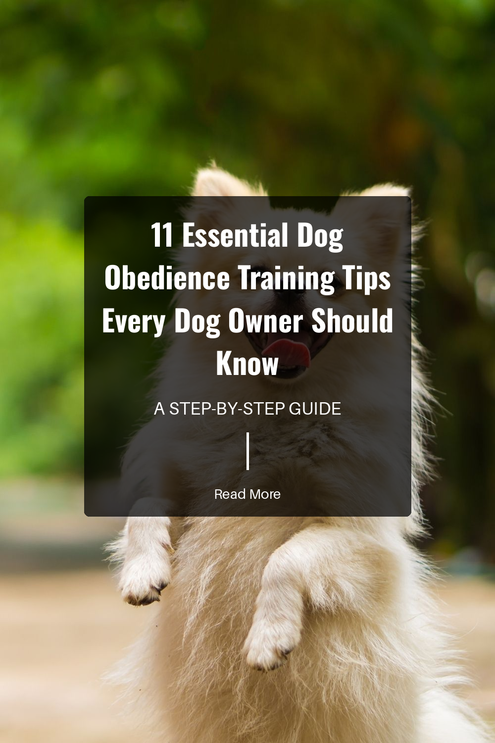 Reward your dog with treats or praise when they obey. Positive reinforcement encourages good behavior and makes training enjoyable.