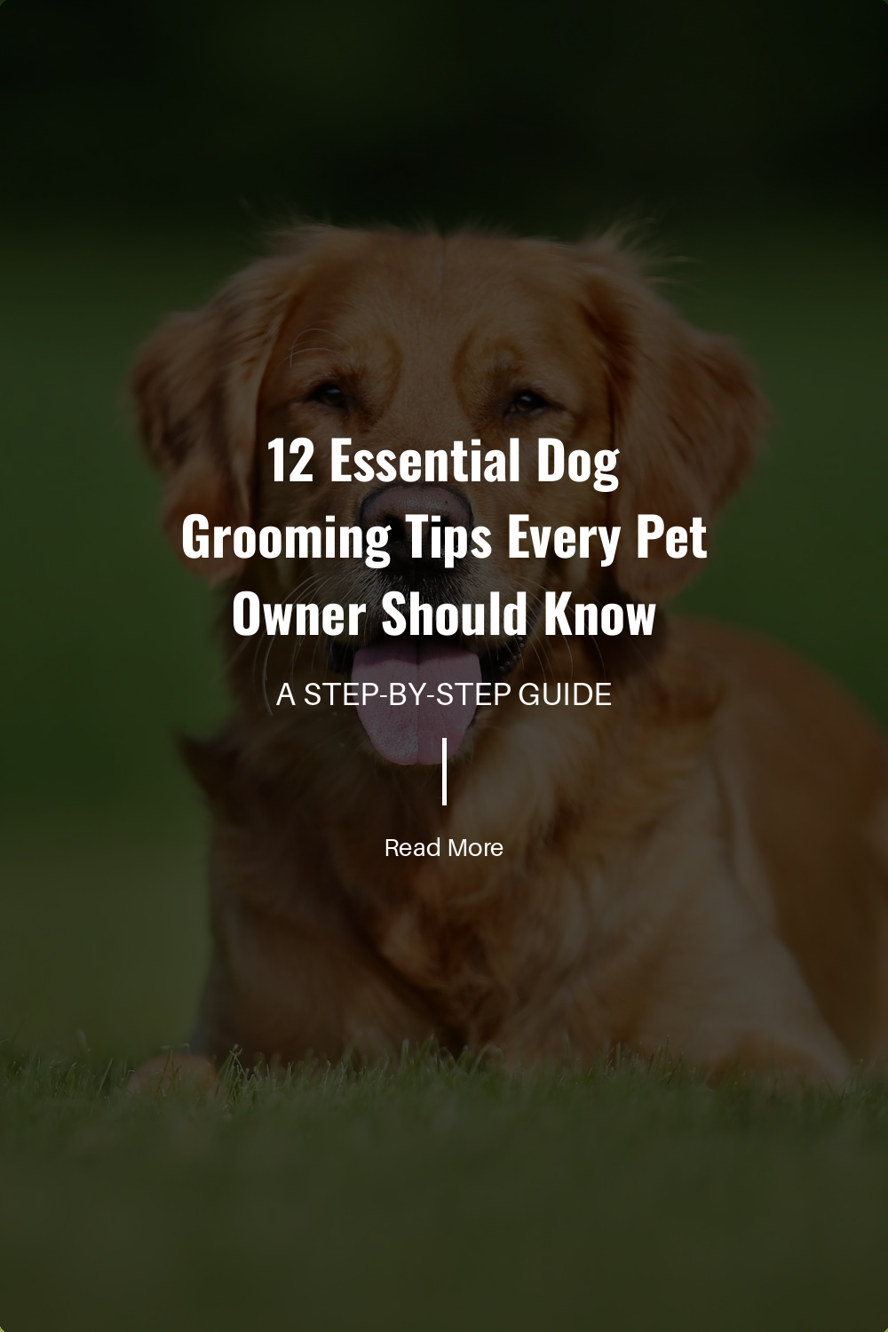 Discover the best practices for bathing your dog. Learn how to choose the right shampoo and conditioner. Understand the ideal frequency of baths to avoid skin irritation.