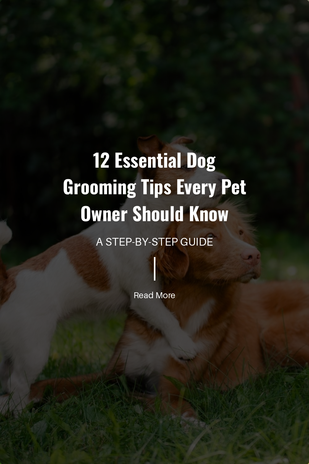 Explore different brushing techniques to keep your dogs coat healthy. Regular brushing removes dirt, spreads natural oils, and keeps their coat shiny. Find out how often you should brush depending on your dogs needs.