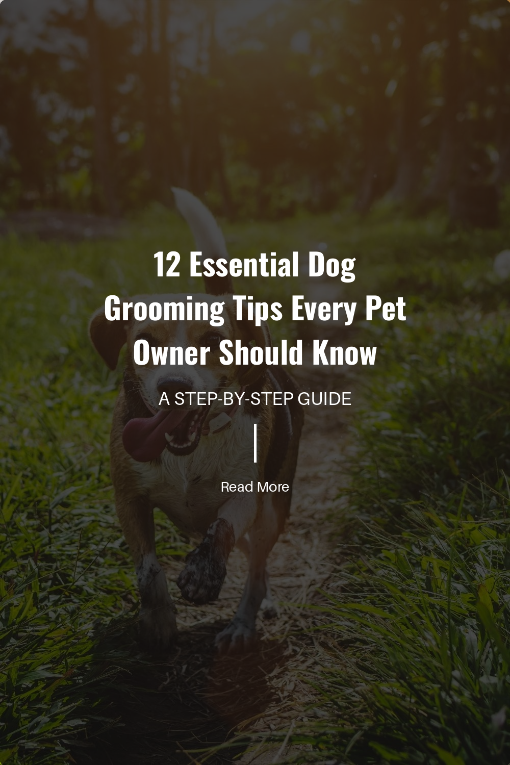 Understand the importance of cleaning your dogs ears. Learn the signs of ear infections and how to maintain ear hygiene. Find out the best products for ear cleaning.