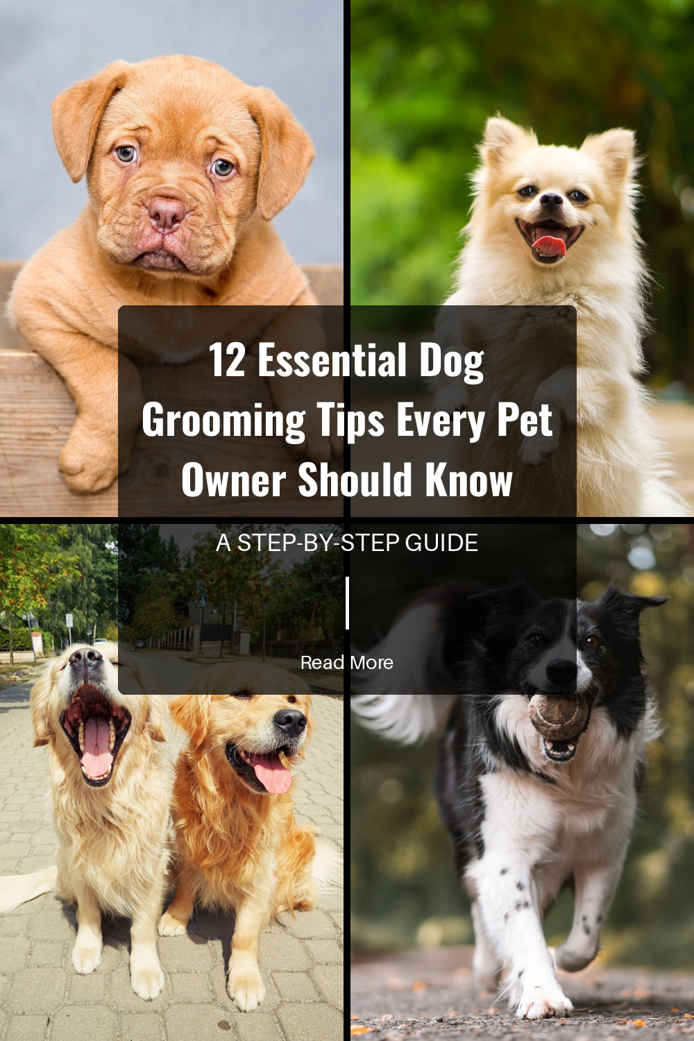 12 Essential Dog Grooming Tips Every Pet Owner Should Know | The Paw Department