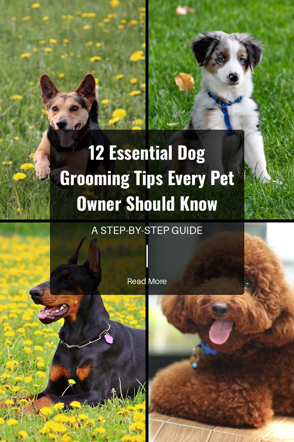 Create a grooming routine that works for you and your dog. Consistency is key to maintaining their health. Find out how often different grooming tasks should be done.