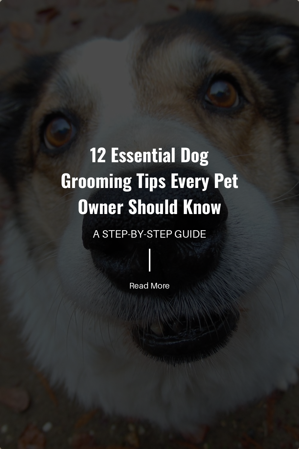 Find out how to trim and cut your dogs hair. Different breeds have different trimming needs. Learn when to seek professional grooming and when you can do it at home.