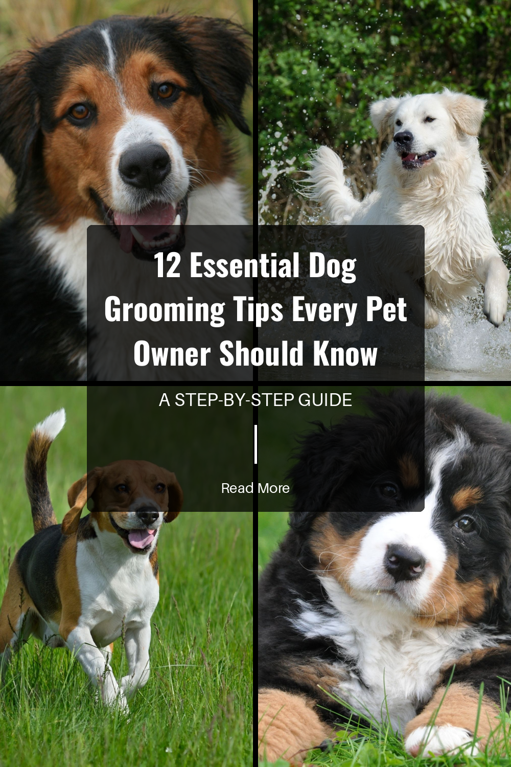 Get tips on safely trimming your dogs nails. Long nails can cause discomfort and health issues. Learn how to recognize overgrown nails and avoid hurting your pet.