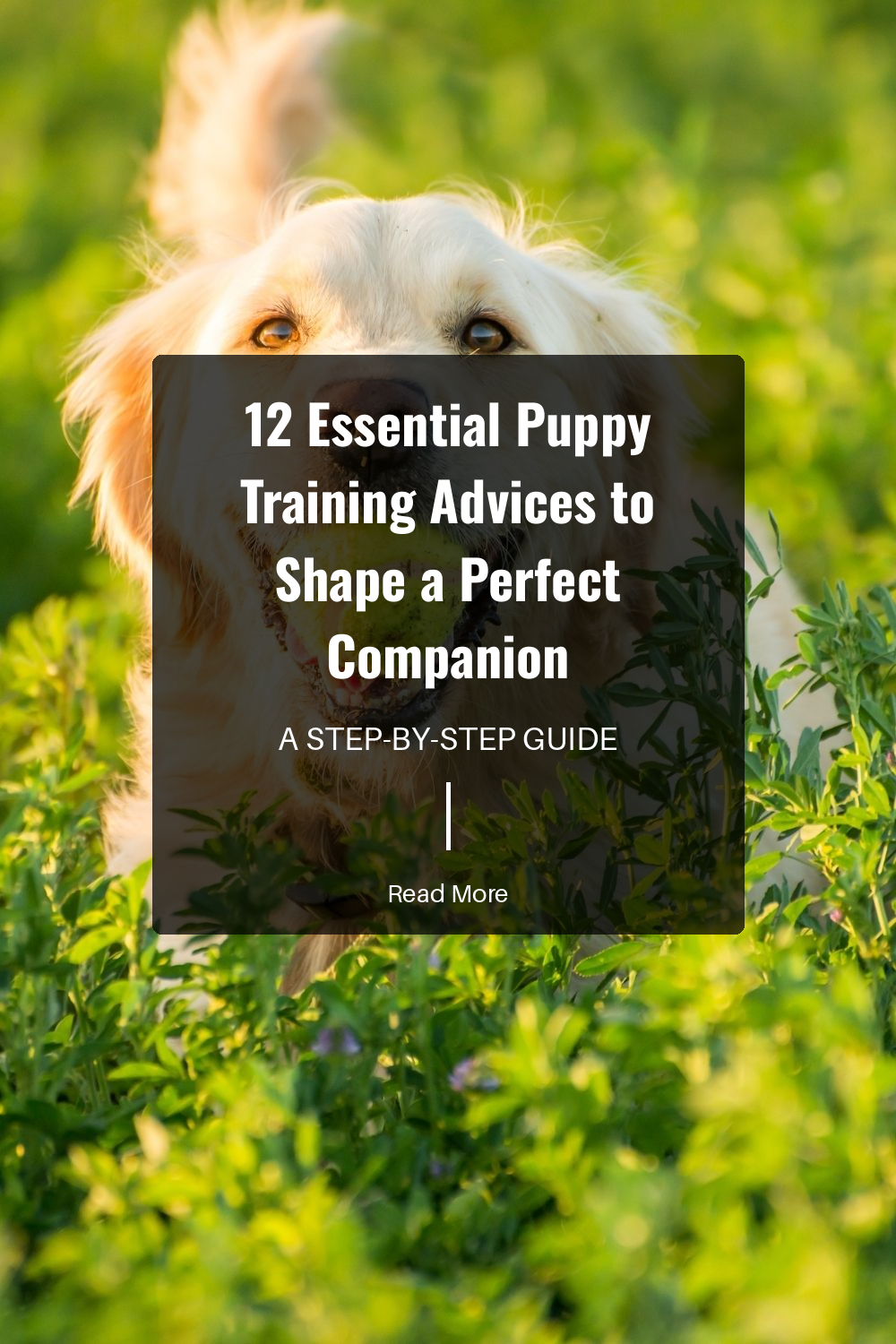 Provide puzzle toys or teach new tricks to keep your puppy’s mind active. Mental exercise is as important as physical exercise.