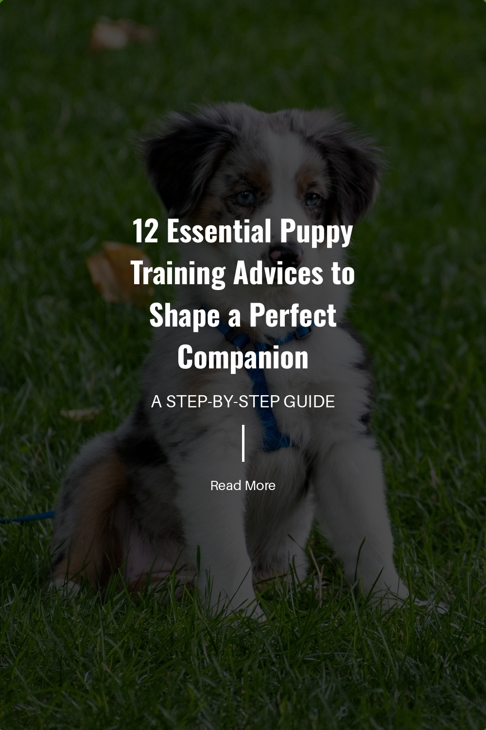 Feed your puppy at the same times every day. This routine aids digestion and helps with house training.