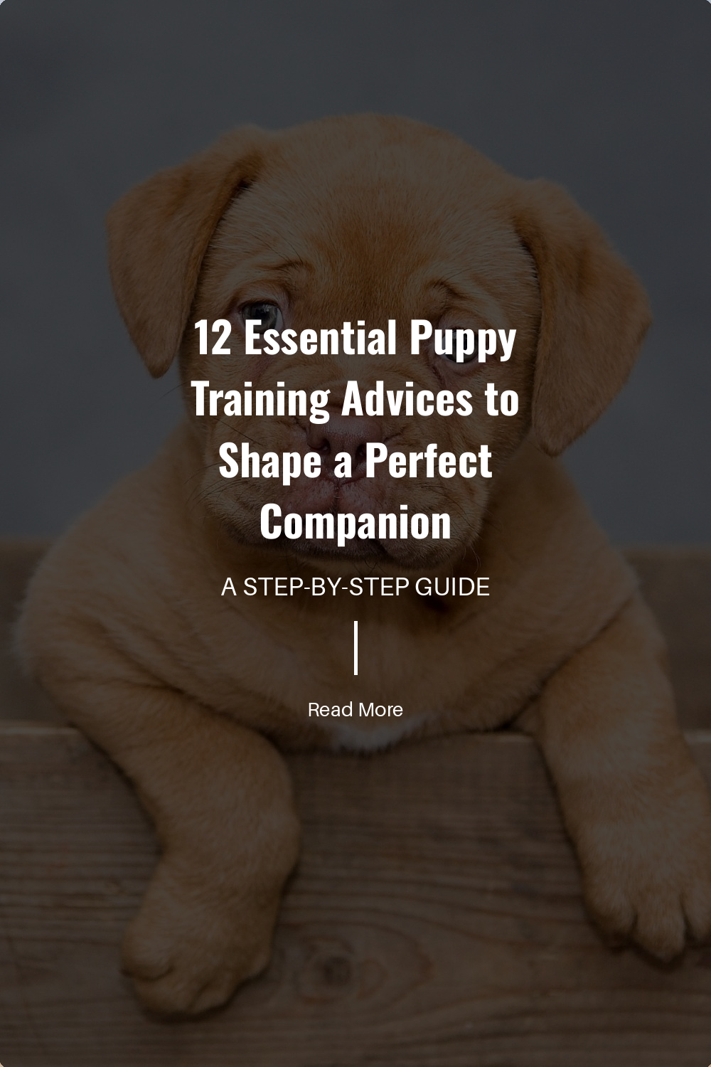 Introduce your puppy to various people, pets, and environments. This helps them become well-adjusted and confident, reducing fear and aggression.