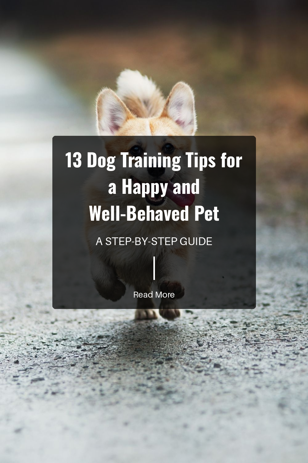 13 Dog Training Tips for a Happy and Well-Behaved Pet | The Paw Department