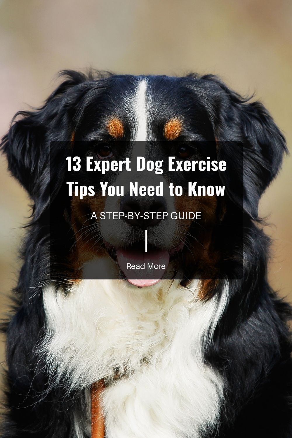 13 Expert Dog Exercise Tips You Need to Know | The Paw Department