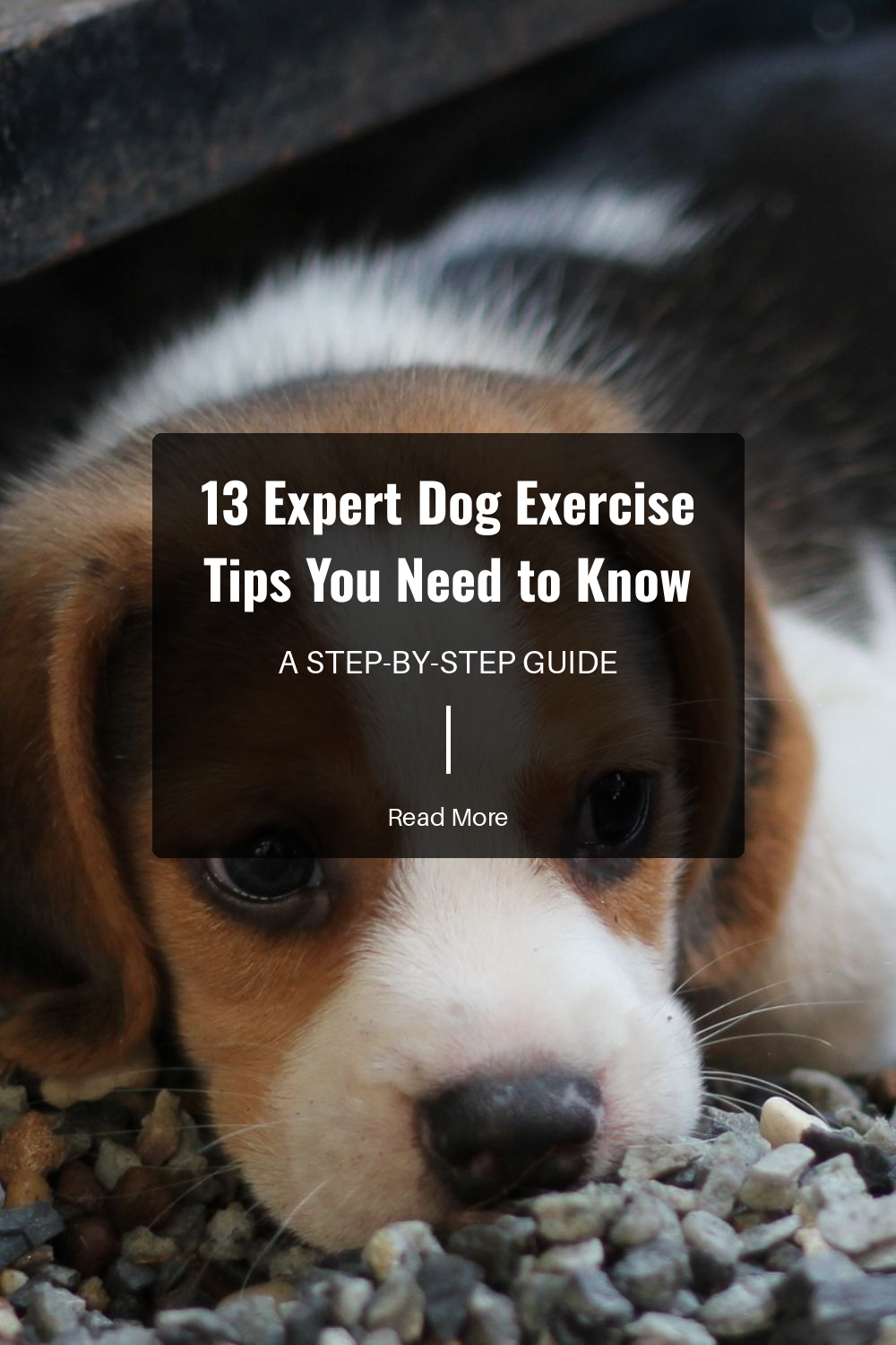 Include obedience training in exercise. This strengthens your bond and provides mental stimulation, making exercise both fun and educational.