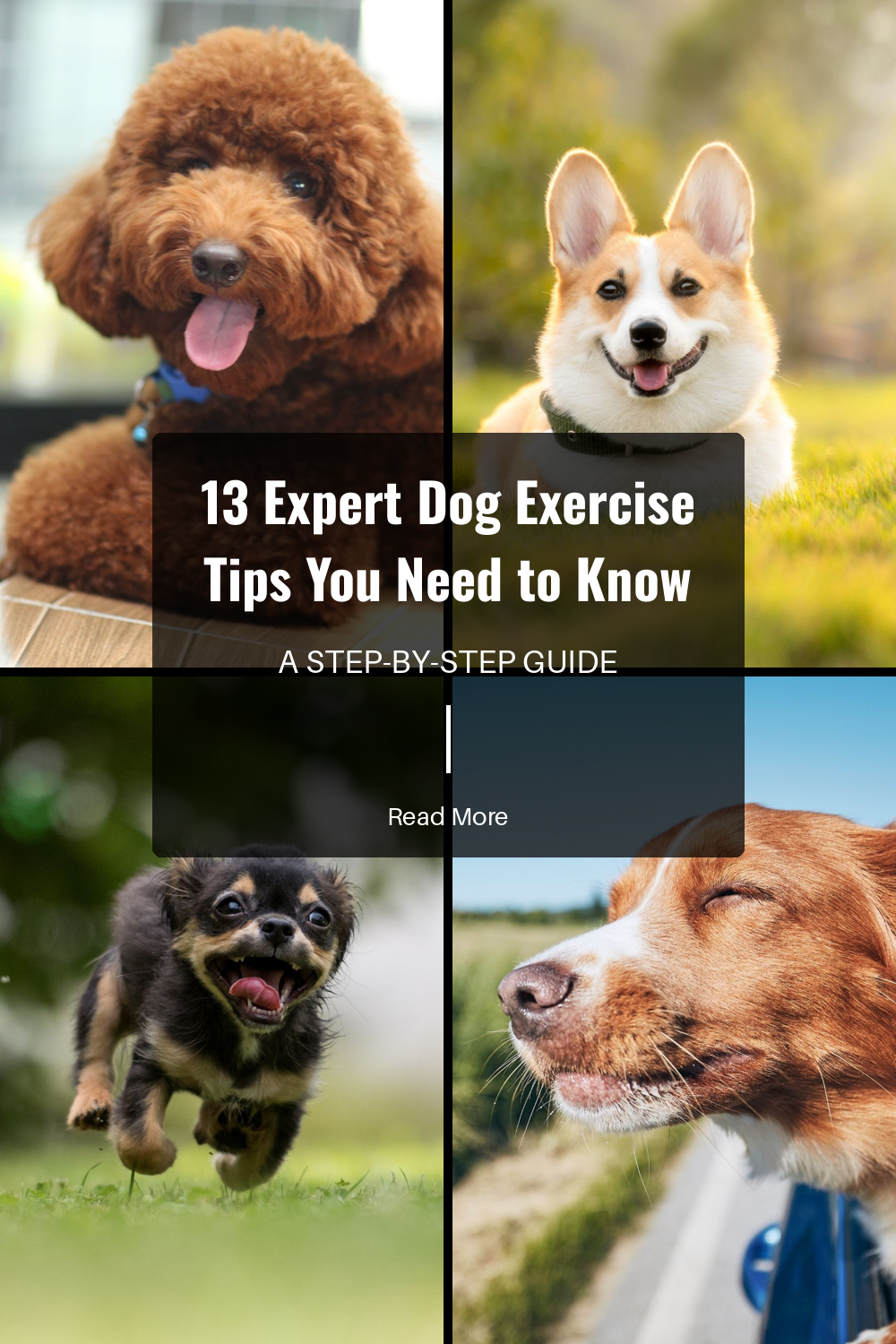 Tailor the exercise routine based on your dog’s breed, age, and energy level. Understand what kind of exercise suits them best to ensure they stay healthy and stimulated.