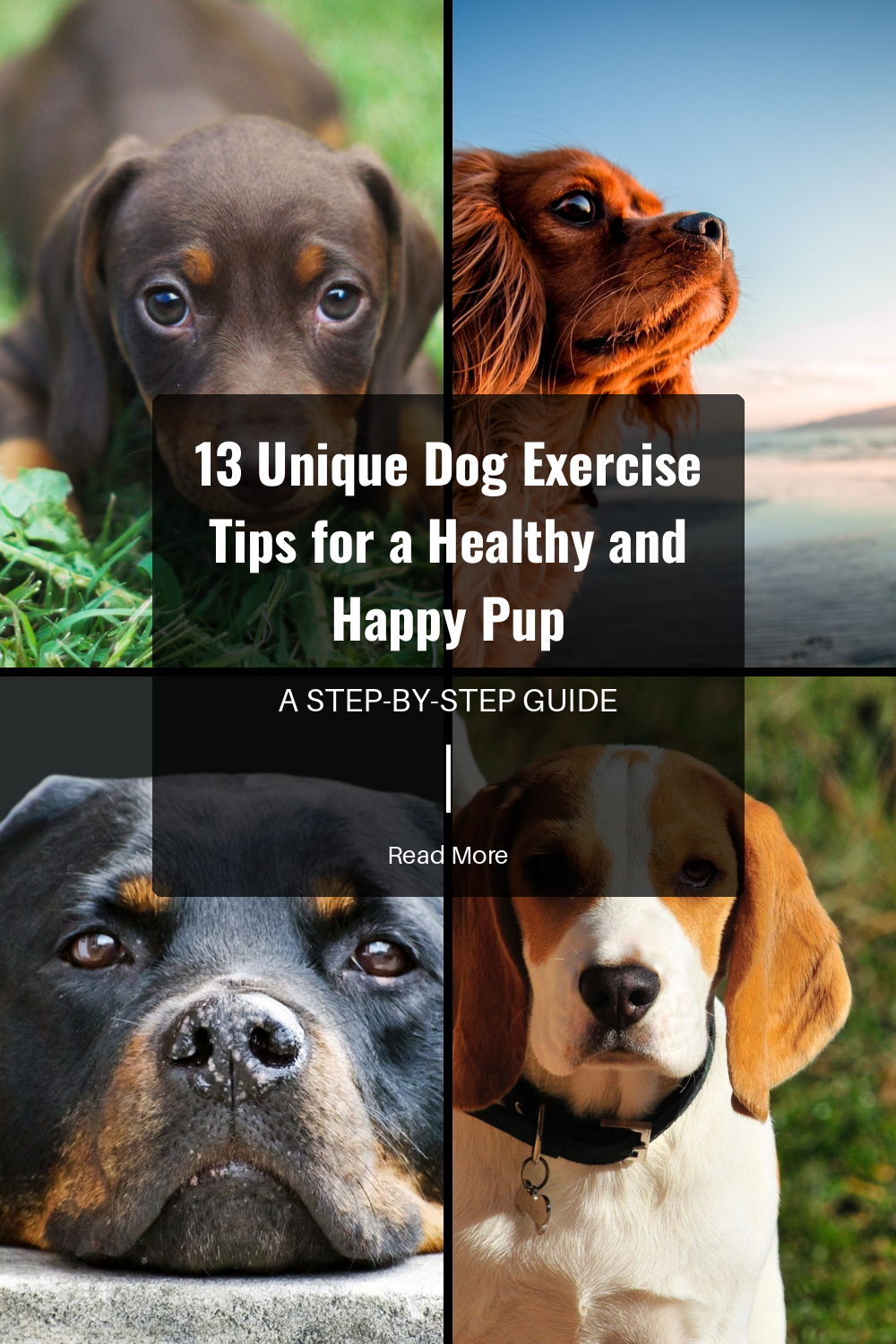 13 Unique Dog Exercise Tips for a Healthy and Happy Pup | The Paw Department