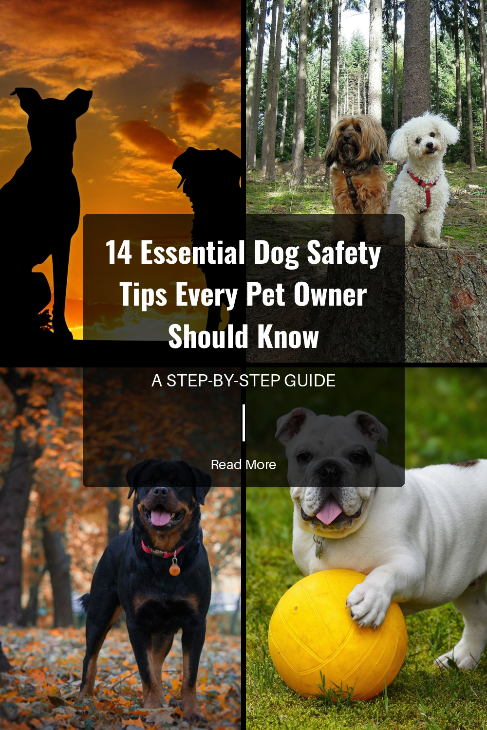 14 Essential Dog Safety Tips Every Pet Owner Should Know | The Paw Department