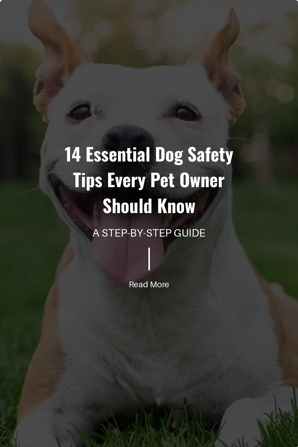 Some human foods are toxic to dogs, like chocolate and grapes. Be mindful of what your dog eats, and store human food securely.