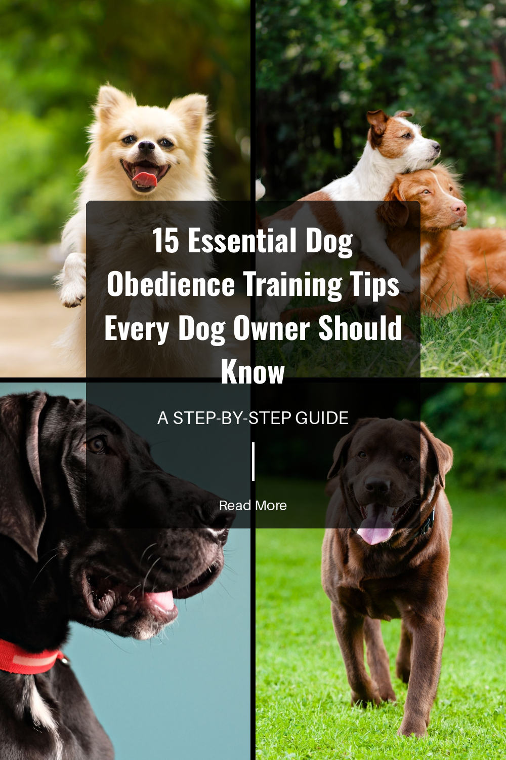 15 Essential Dog Obedience Training Tips Every Dog Owner Should Know | The Paw Department