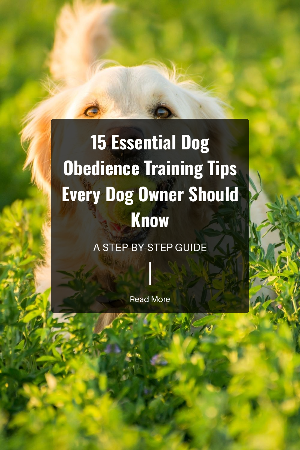 Start training in a quiet environment. Gradually introduce distractions as your dog becomes more proficient in following commands.