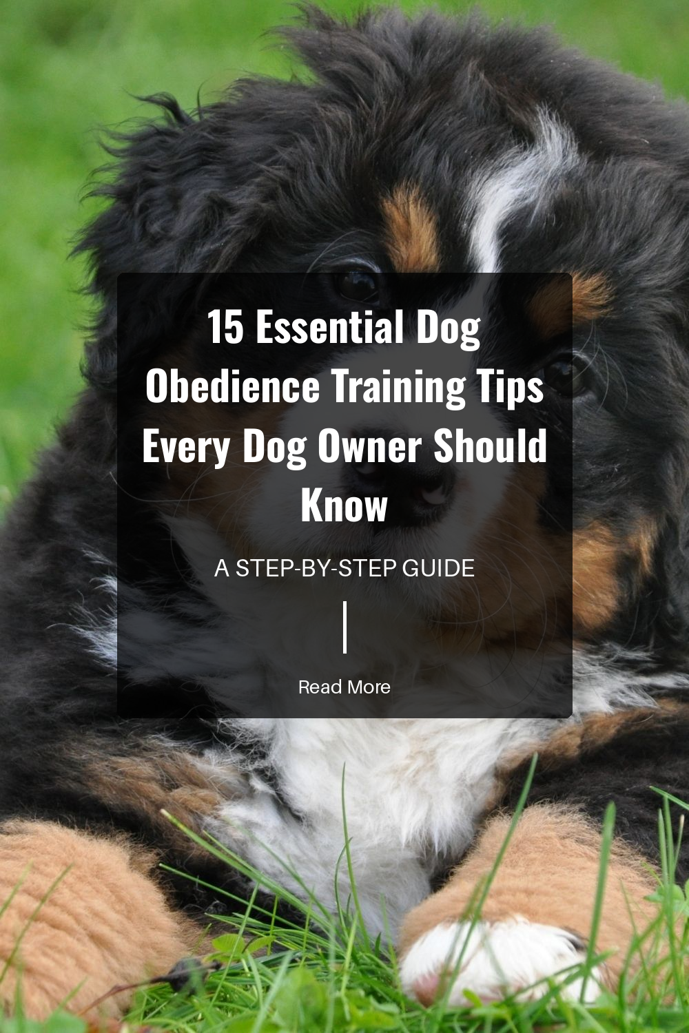 Training takes time. Be patient and persistent. Dogs learn at different paces, so tailor your approach to suit your dogs needs.