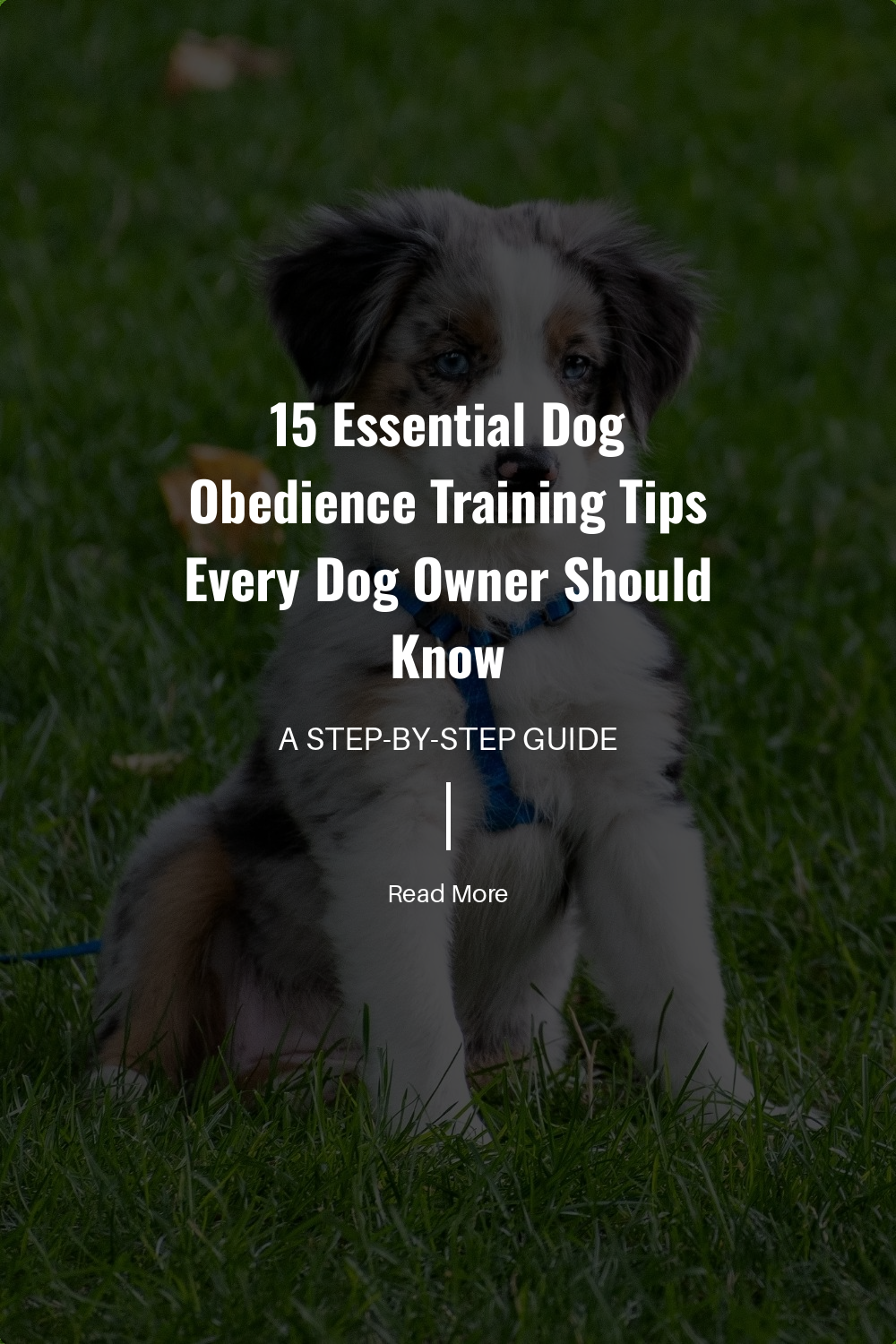 Keep training sessions around 10-15 minutes. Short, frequent training is more effective and keeps your dog engaged.