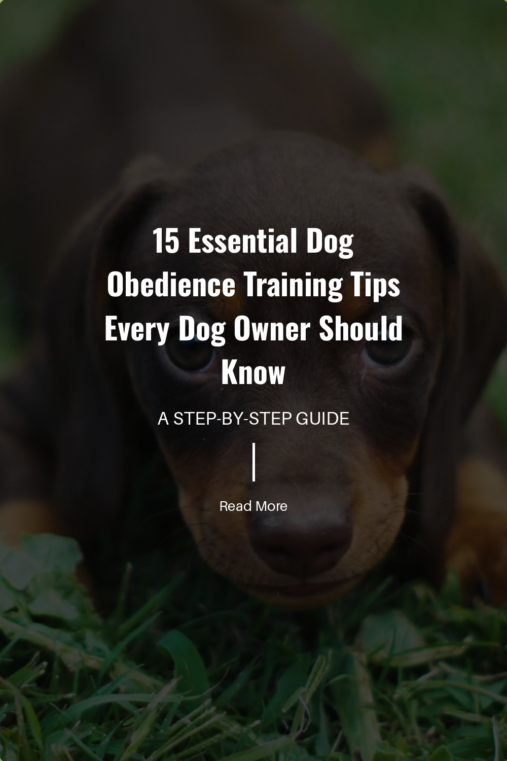 Expose your dog to different people, animals, and environments. Socialization reduces anxiety and helps your dog behave well in various situations.