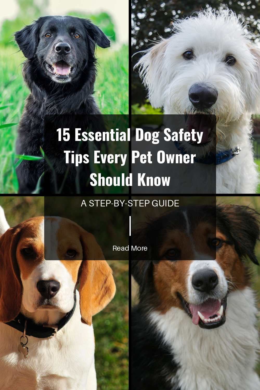 Be cautious when introducing your dog to unfamiliar dogs. Always supervise interactions and look for signs of aggression or discomfort. Gradual introductions in neutral spaces can help prevent conflicts.