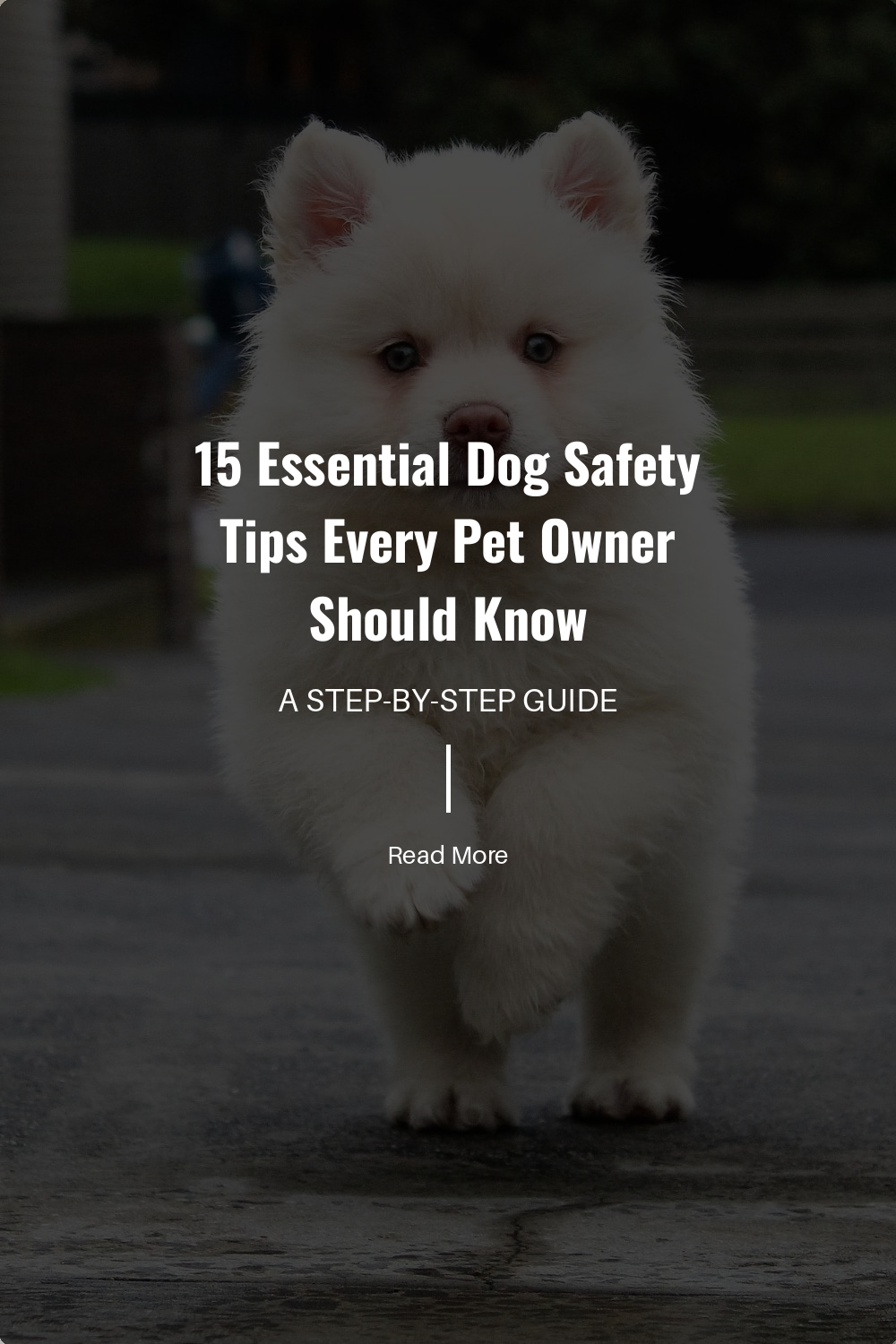 15 Essential Dog Safety Tips Every Pet Owner Should Know | The Paw Department