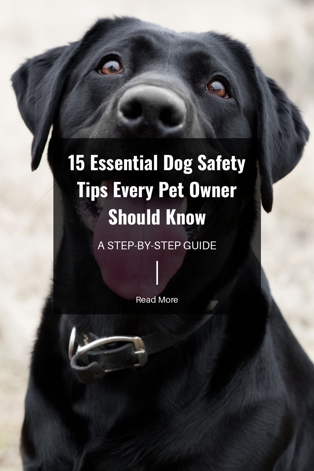 Learn to recognize potential dangers both inside and outside your home. Items like chocolate, grapes, and certain plants can be harmful. Being aware will help you avoid these risks and keep your dog safe.