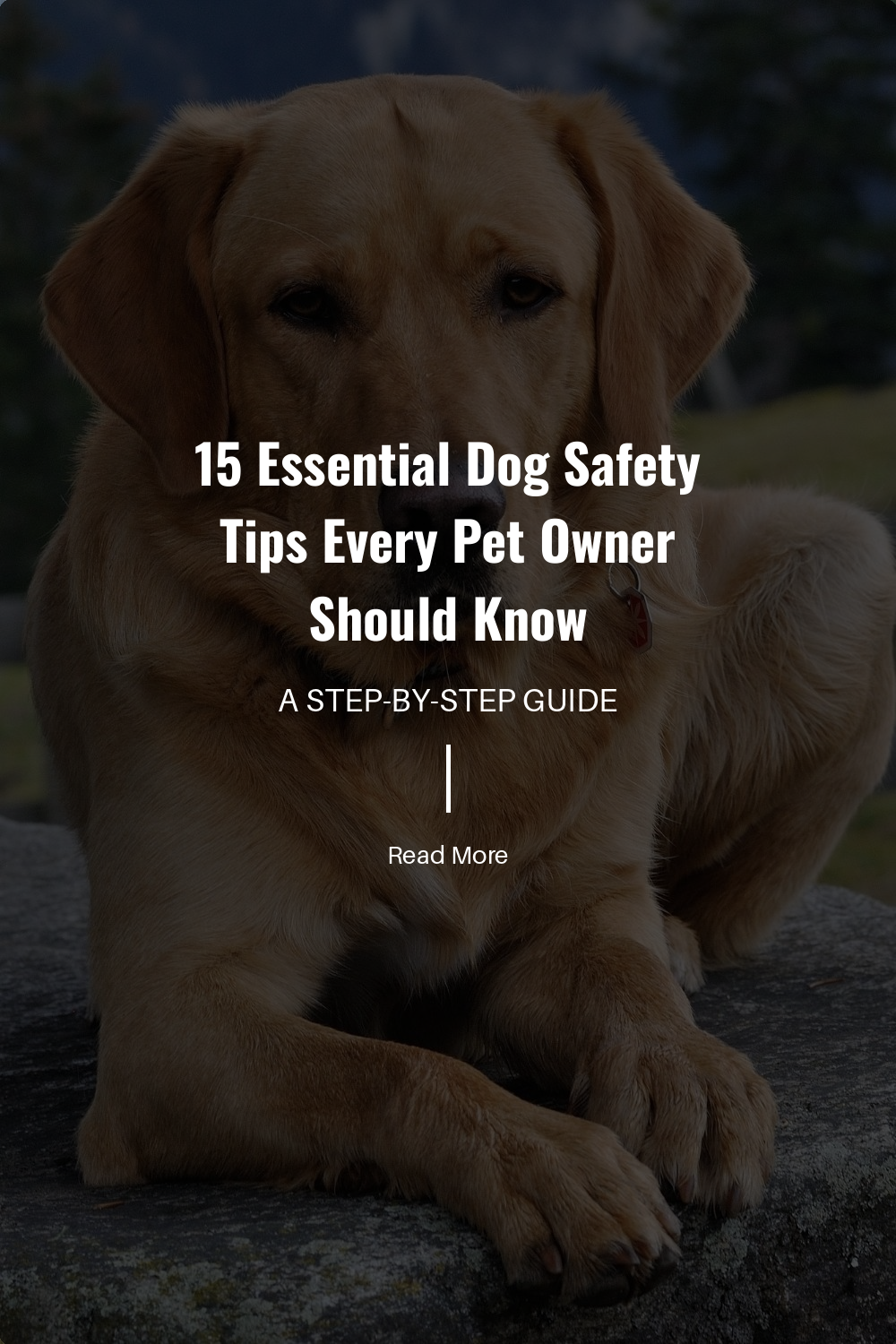 Teach your dog basic commands like come to help keep them safe. A reliable recall can prevent them from running into dangerous situations and ensures they respond to your call even in distracting environments.