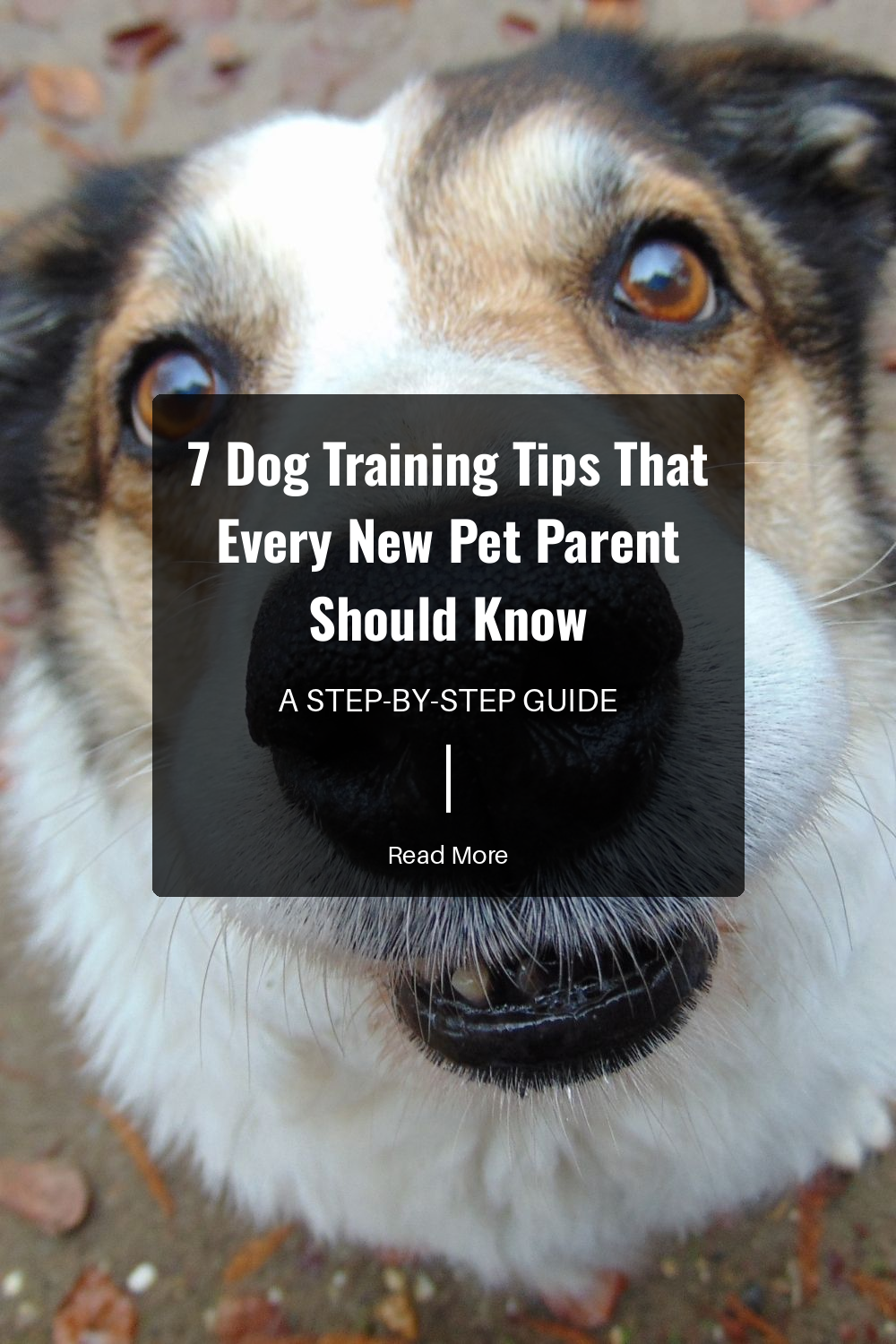 Catch and correct bad behavior early. The sooner you address issues like chewing or barking, the easier it is to fix them.