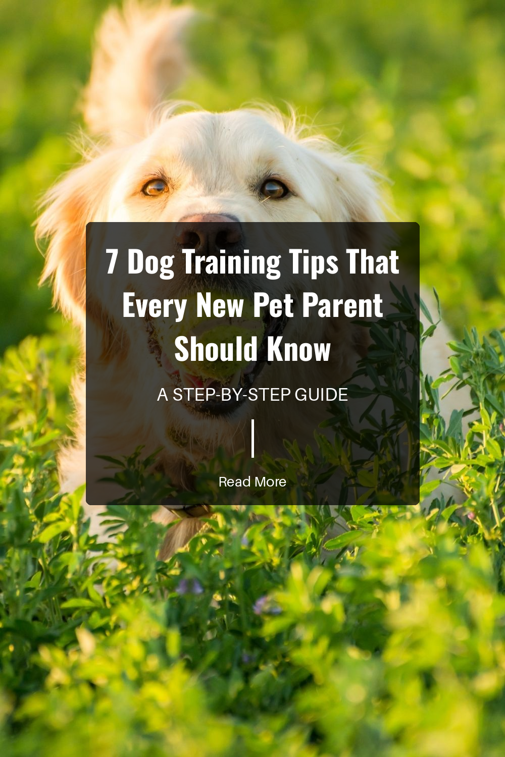 Training takes time and consistency. Be patient and stick to the rules. Your dog will learn faster if they know what to expect every time.