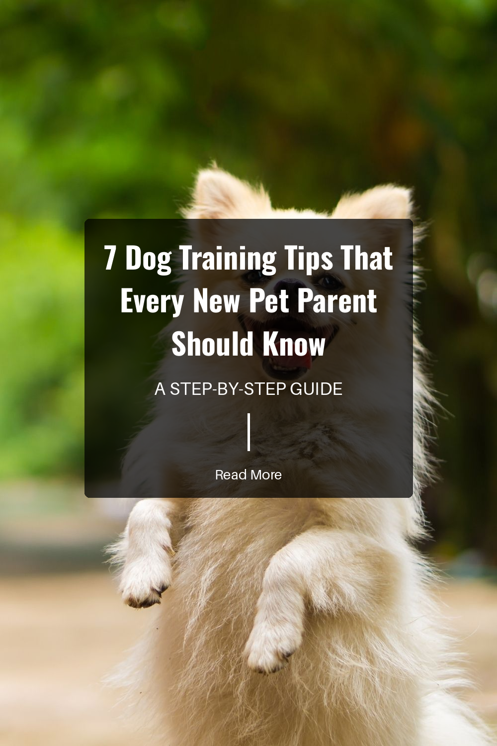 Teach your dog commands like sit, stay, and come. These basics are essential for good behavior. Theyre the foundation of all other training.