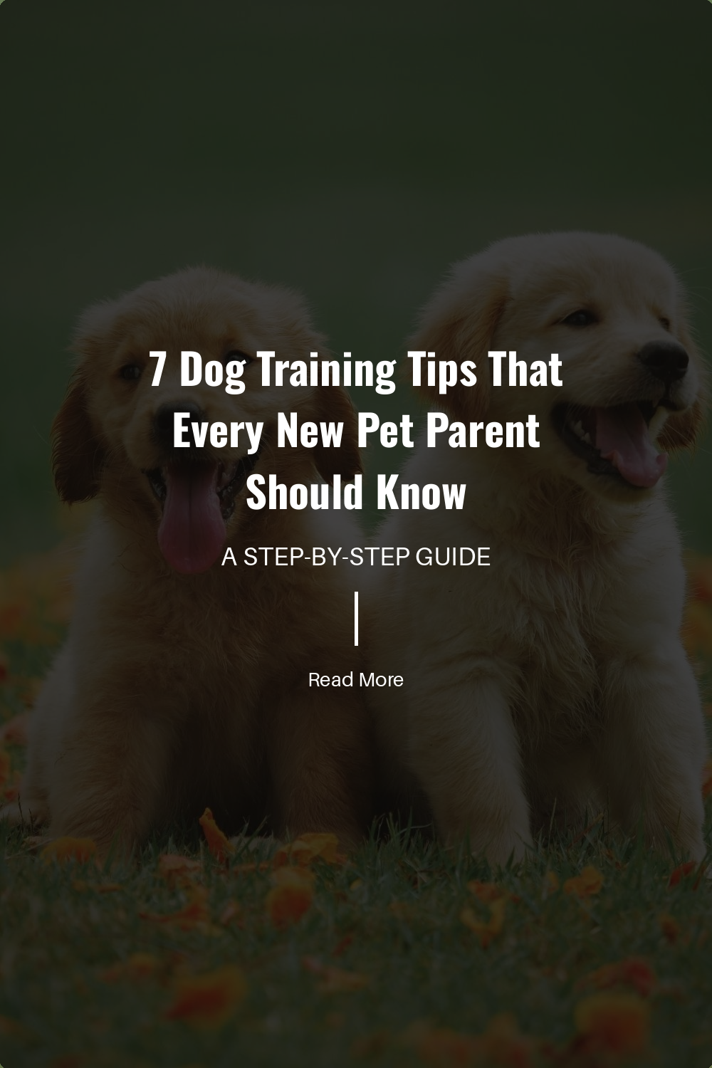 7 Dog Training Tips That Every New Pet Parent Should Know | The Paw Department